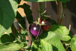 Etats-Unis : feu vert du ministère pour des tomates éditées génétiquement