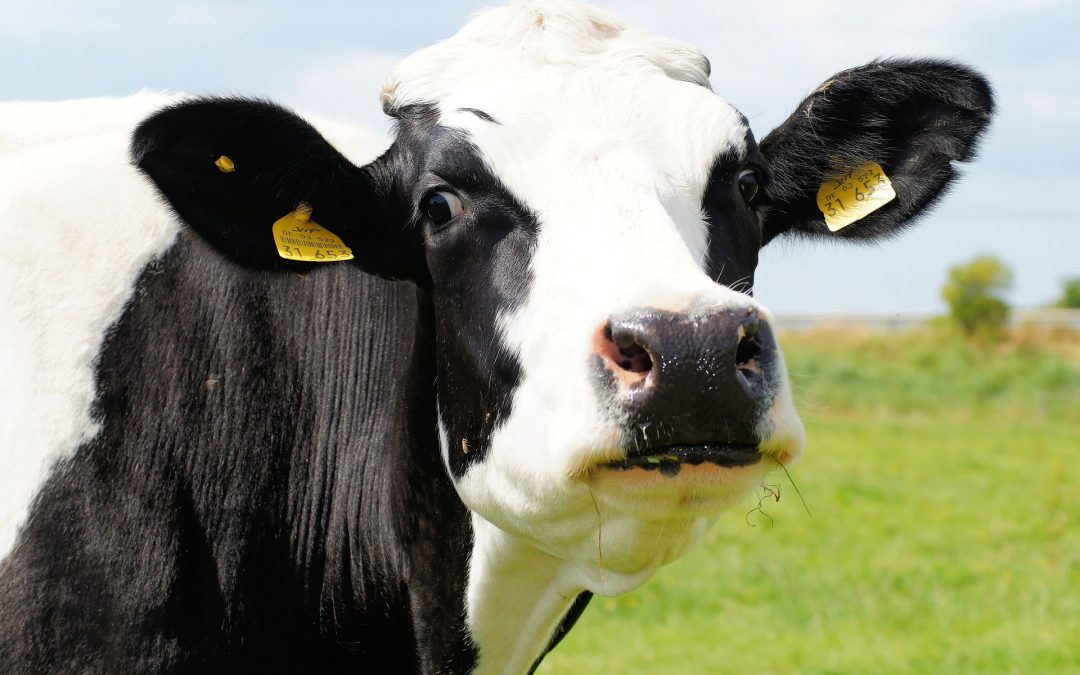 Du lait artificiel issu du génie génétique : la fin des vaches laitières ?