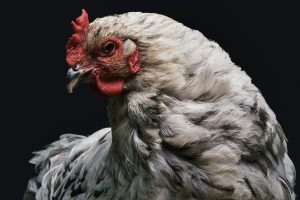 Des poulets génétiquement édités pour résister à la grippe aviaire