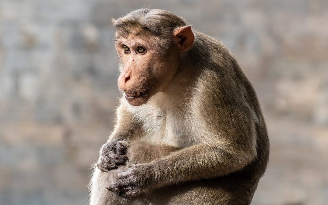 Un singe cloné survit plus de deux ans