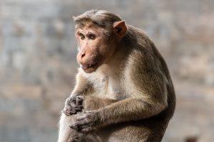 Un singe cloné survit plus de deux ans