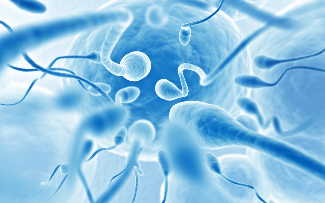 Des ultrasons pour stimuler les spermatozoïdes