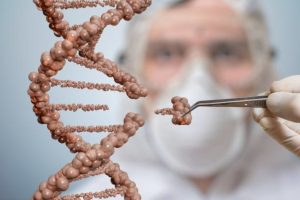 CRISPR : des porcs génétiquement modifiés bientôt sur le marché ?