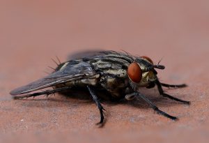 Gene-drive : l’Uruguay veut rendre stériles des mouches