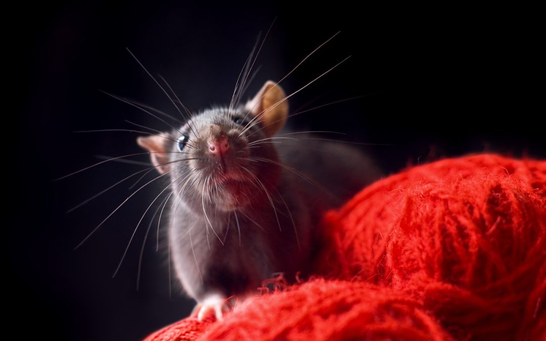 Des souris dotées d’un « cerveau hybride » détectent les odeurs avec leurs neurones de rat