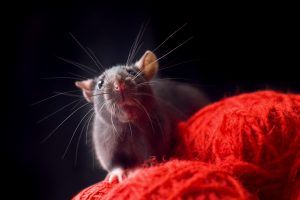 Des souris dotées d’un « cerveau hybride » détectent les odeurs avec leurs neurones de rat